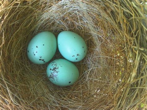 Blue Jay Eggs | Blue jay eggs, Blue art, Blue jay