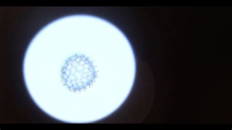 Have You Ever Seen an Atom? Brownian Motion Captured in Real Life With ...