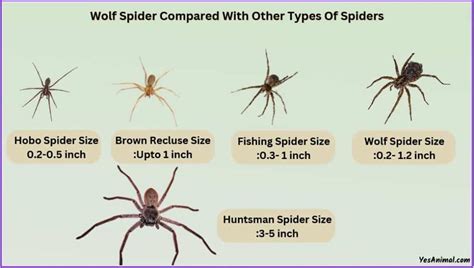 Wolf Spider Size & Compared With Other Types Of Spiders