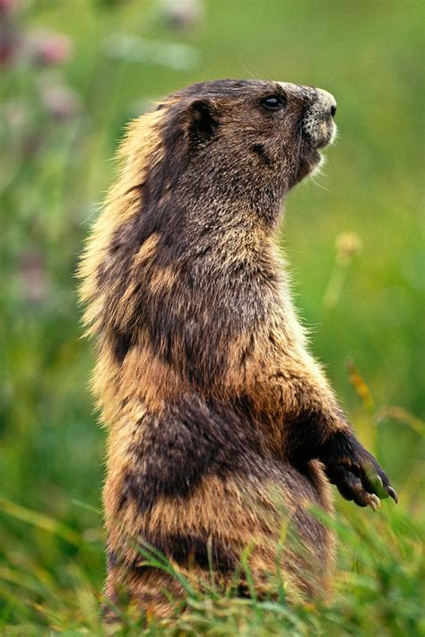 Olympic Marmot on the Alert in Olympic National Park | Flickr