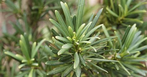 Plant Profile: Dwarf Podocarpus - Mainscape | Landscape Services