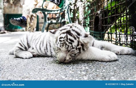 Tiger cub stock image. Image of furry, striped, kitten - 42238219