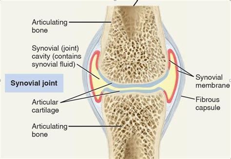 A typical synovial joint (the knee joint) [19]. | Download Scientific Diagram