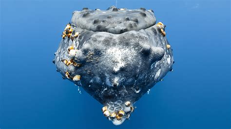 Hitchhiking barnacles could reveal migration routes of ancient whales | Science | AAAS