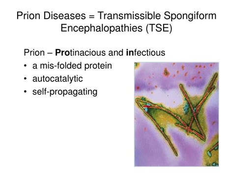 PPT - Prion Diseases = Transmissible Spongiform Encephalopathies (TSE ...