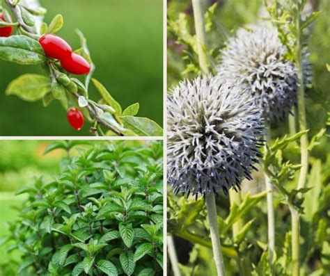 Top 7 Plants That Repel Raccoons: Raccoon Repellent - Levo League