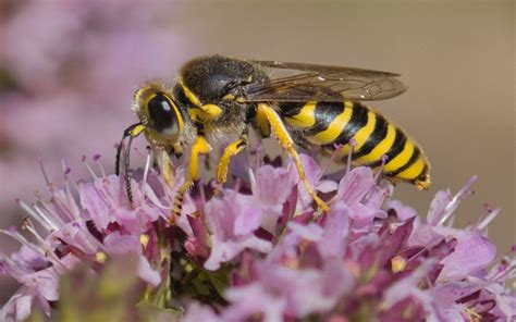 Wasps Insects With Yellow Black Color From The Line Hymenoptera And The Order Apocrita Which Is ...