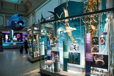 Smithsonian Museum of Natural History | Washington DC Photo Guide