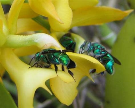 Hila Orchid Bee Page