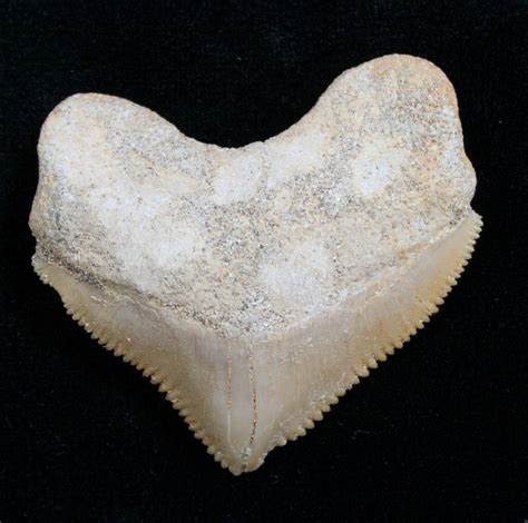 Squalicorax Fossil Shark Tooth - Morocco (#7743) For Sale - FossilEra.com