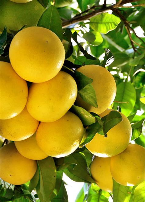 The Ultimate Citrus Tree Care Guide: Cultivating Zesty Delights at Hom – Sow Exotic