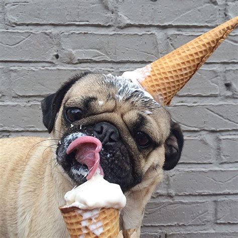 This Dog Really Loves Ice Cream | Bored Panda