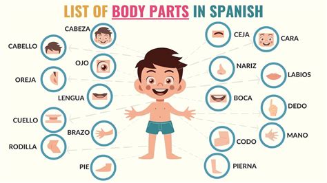 Parts Of The Body In Spanish Posters 3 Spanish Parts - vrogue.co