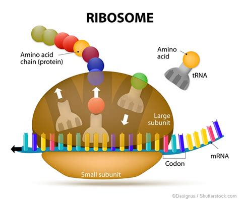 What is the Genetic Code?