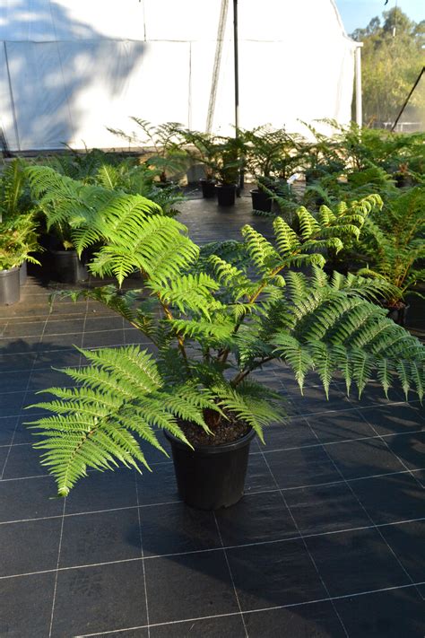 Cyathea cooperi (Australian Tree Fern)