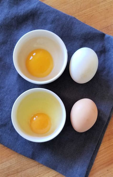 12 Reasons Why Duck Eggs are Better than Chicken Eggs - Fresh Eggs Daily® with Lisa Steele