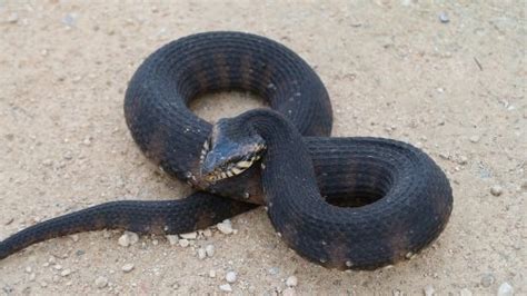 Southern Watersnake – Florida Snake ID Guide