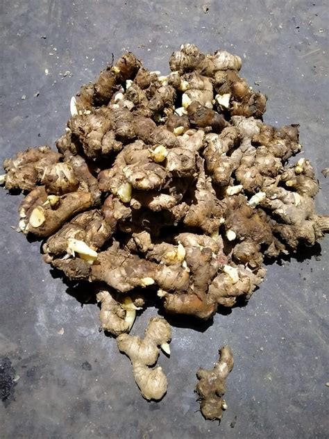 Brown Ginger Seed, Packaging Type: Gunny Bag, Packaging Size: 40 Kg, | ID: 23243426033