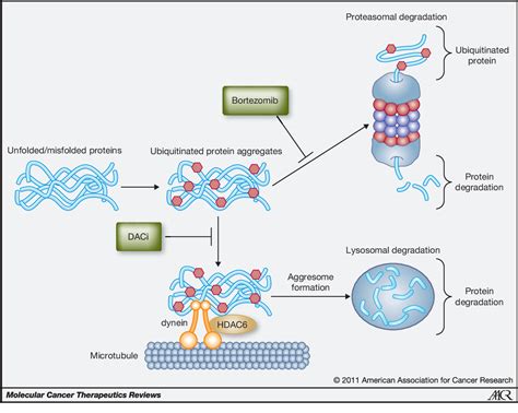 Figure 2 from Mechanism of Action of Proteasome Inhibitors and Deacetylase Inhibitors and the ...