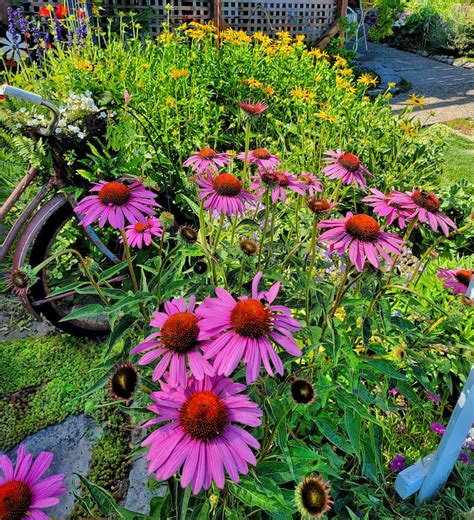 10 Perfectly Wonderful Perennials Plants For a Low-Maintenance Garden - Shiplap and Shells