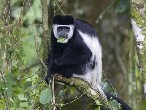 Colobus Monkey Facts | Anatomy, Diet, Habitat, Behavior - Animals Time