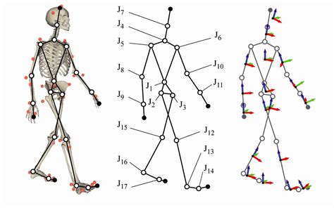 Biomechanics of human movement and multibody dynamics - Biomec