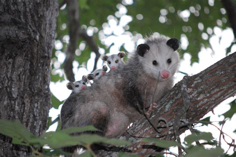 How To Deter Possums From Your Garden