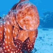 Octopus Color Change Gif