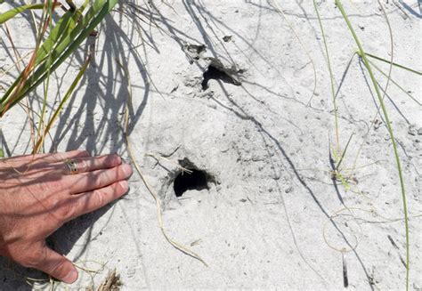 Georgia barrier islands | Life Traces of the Georgia Coast