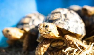 Do Tortoises Need Direct Sunlight?