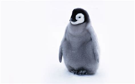 Cute Baby Penguins wallpaper | 1440x900 | #45960