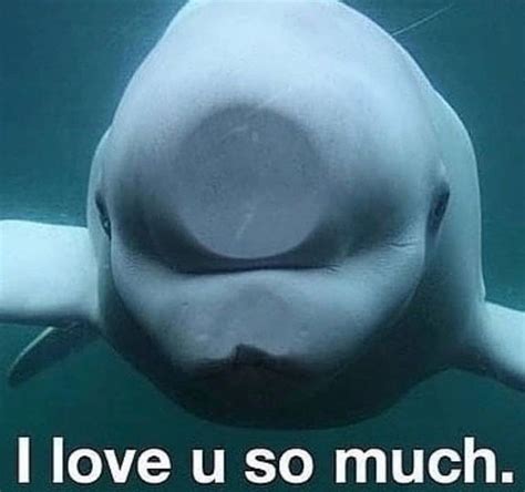 Beluga Whale Meme