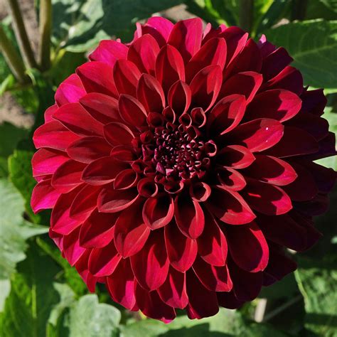 As Red as a Ruby | Woodland's Merinda Dahlia at the Dahlia G… | Flickr