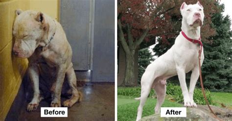 30 Before And After Photos Of Rescued Dogs That Show Importance Of Adoption