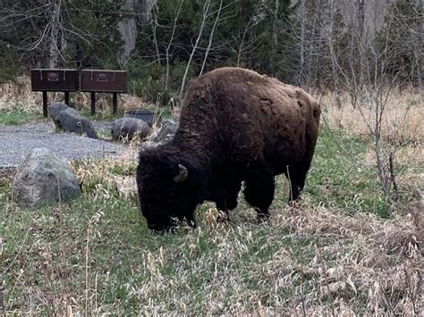 Yellowstone Bison Gores 72-Year-Old Woman Who Got too Close