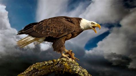 American Bald Eagle Wallpaper | Best HD Wallpapers