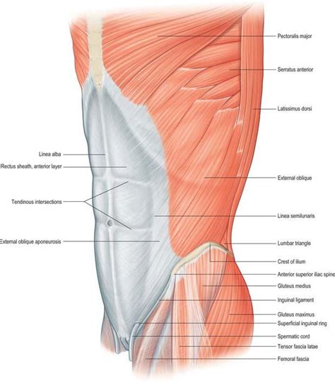 Pin by Alina Nicorescu on Anatomy References | Subcutaneous tissue, Transversus abdominis, Abdominal