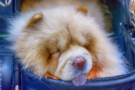 My Dog Breathing Sounds Like Snoring: Things You Should Do!