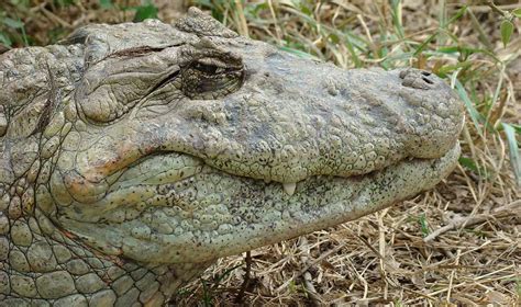 Broad-Snouted Caiman | The Animal Facts | Appearance, Diet, Habitat