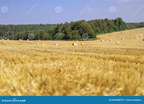 A Haystack Left in a Field after Harvesting Grain Crops. Harvesting Straw for Animal Feed. End ...