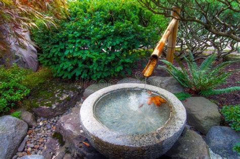 Bamboo Water Fountain In Japanese Garden Stock Photo - Image: 11793296