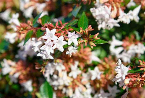 How To Grow And Care For Abelia