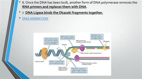 DNA Replication. - ppt download