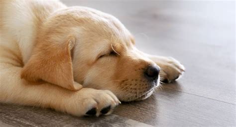 How Long Do Dogs Sleep - Find Out In This Guide To Canine Sleeping Habits