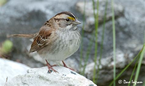 White-throated Sparrow Surprise