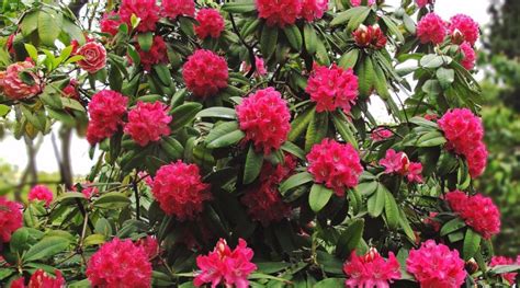 Rhododendron red alert | Nature inFocus