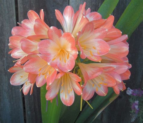 Clivias: Plant Care and Collection of Varieties - Garden.org