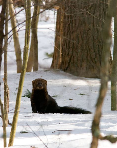 NETN Species Spotlight - Fisher (U.S. National Park Service)