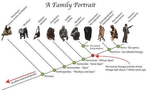 A portrait of the primate tree of life. Description from edaphics.blogspot.mx. I searched for ...