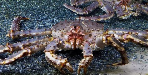 Blue King Crab Facts & Information Guide - American Oceans